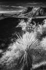 Yucca plant and desert landscape-Mojave Desert-California Art Print